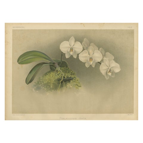 Victorian Botanical Print, White Phalaenopsis Casta Orchid, Published ca.1888