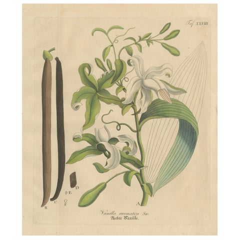 Antique Vanilla Botanical Print, Vanilla Aromatica, Hand Colored, c.1831