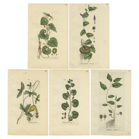 Set of 5 Antique Botany Prints, Aristolochia Species