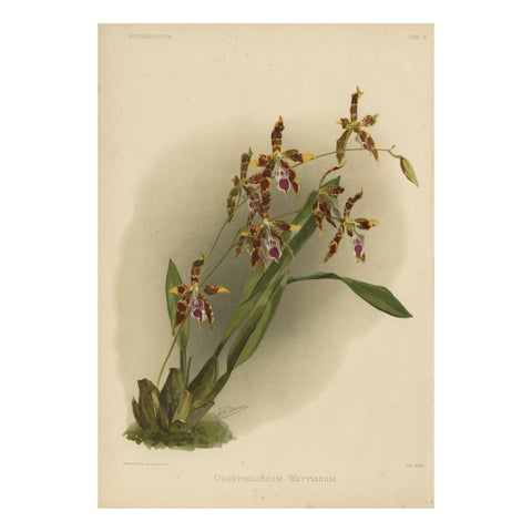 Antique Botanical Print, Exotic Orchid Odontoglossum Wattianum, c.1888