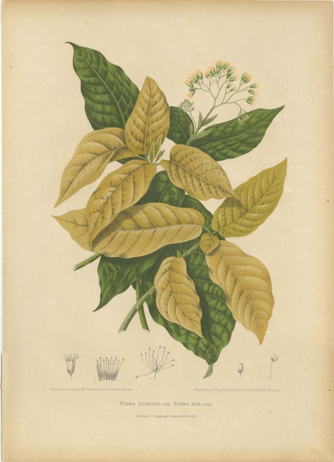Original Antique Botanical Chromolithograph of White Birdcatcher Tree, c. 1880