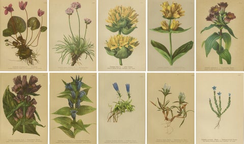 Alpine Gentiana Botanical Wall Collection, Set of 10, Antique Chromolithos, 1897