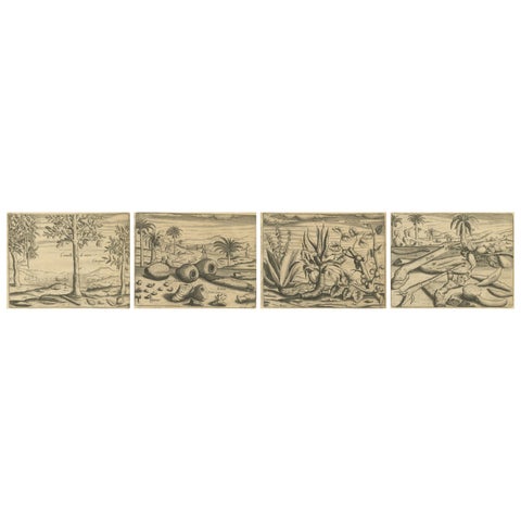 De Bry Botanical Engravings, Cinnamon, Aloe & Aromatic Plants, c.1598