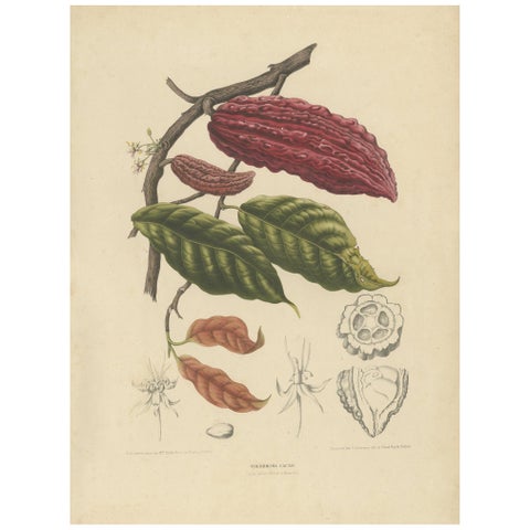 Theobroma Cacao, Cocoa Tree Botanical Lithograph c.1863