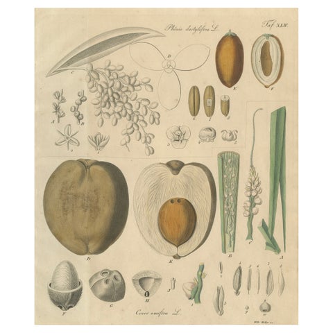 Antique Botanical Print of Coconut Palm, Copper Engraving, c.1831